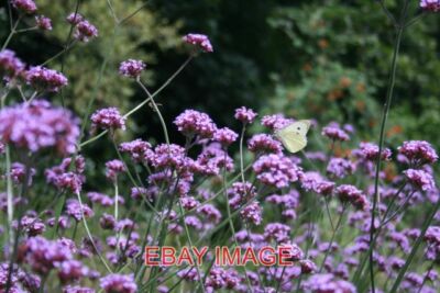 FOTO TSCHADTAL EIN SCHMETTERLING RUHT AUF DEN BLUMEN IN DER BOTANIK VON BIRMINGHAM