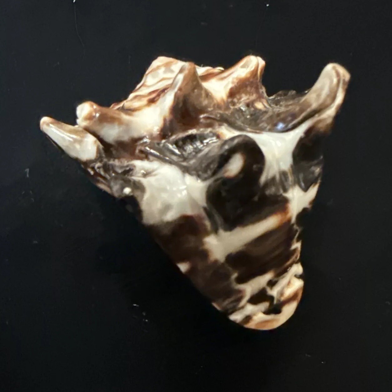 Picture 7 of 15
