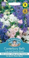 Seeds Canterbury Bells Cup & Saucer Mixed,75 cm