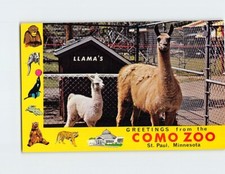 Postcard Llama Como Zoo St. Paul Minnesota USA