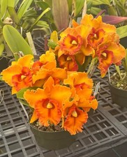 Rlc Nakornchaisri Sunset ‘2’ Orange Red Yellow Fragrant Mericlone Orchid 4” Pot