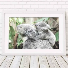 Koala - Australian Native Poster Picture Print Sizes A5 to A0 **FREE DELIVERY**