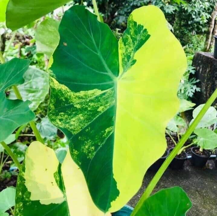 Colocasia Yellow Splash Var esculenta species New HB Elephant ear + Phyto  Cert | eBay