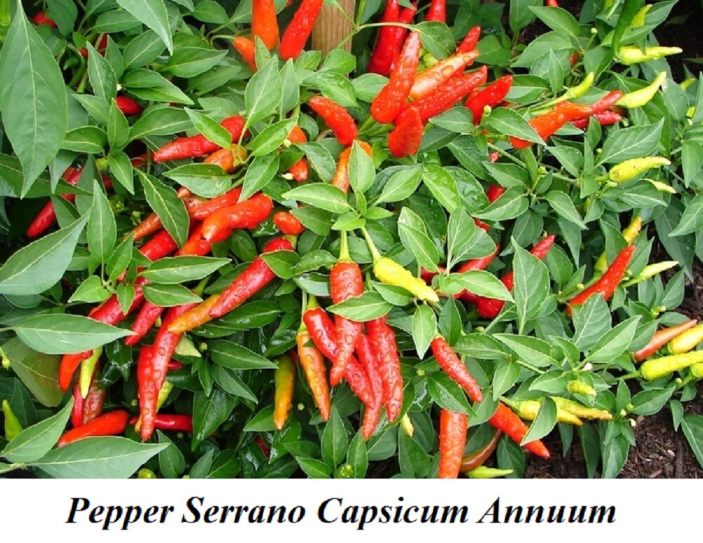 Seed Pepper Serrano Capsicum Annuum CHILI Kick Flavour Prolific Delicious  Seeds | eBay