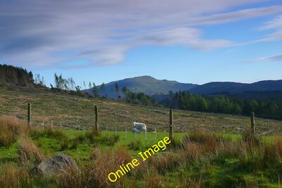Photo 12x8 Adwy Goch Bronaber Fforest sydd wedi cael ei chwympo / A forest c2014