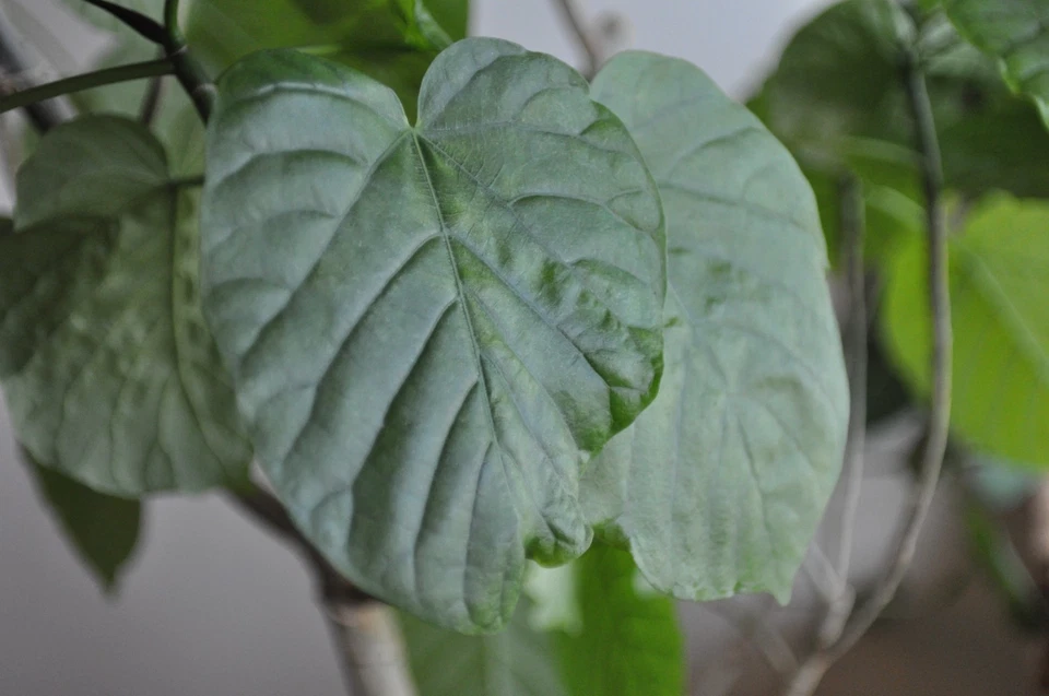 Tested! Contax Carl Zeiss Distagon T* 28mm F/2.8 AEJ MF Lens Exc+5 JAPAN #263532 - Image 4 of 4