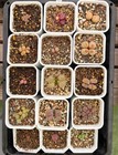 15pot Rare Conophytum  pageae  Mix WYSIWYG Boutique
