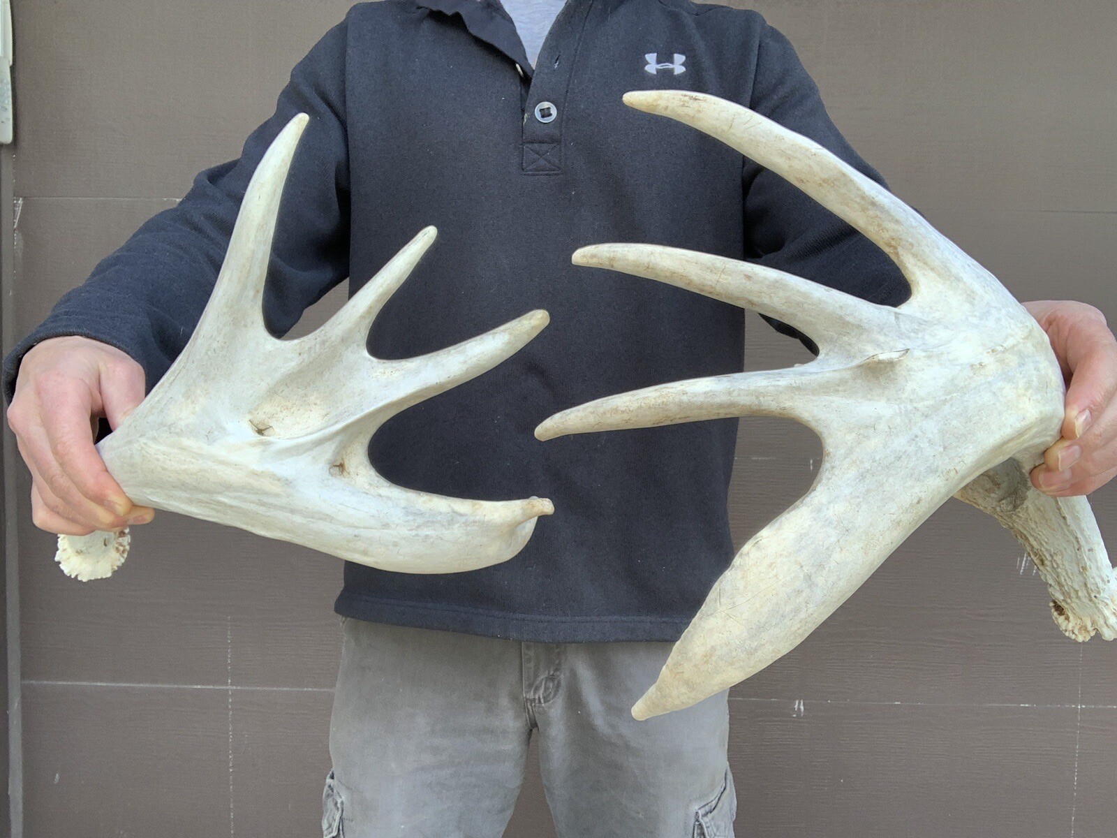 13-point-palmated-whitetail-deer-sheds-matched-set-cabin-shed-antlers
