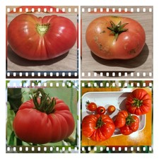 10 Qty  Giant Belgian Heritage Heirloom Rose Pink Huge Meaty Beefsteak 