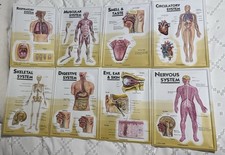 3D 8 Human Body Charts