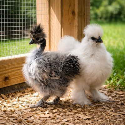 #ad 4 Fertile Silkie Hatching Eggs NPIP $41.00
