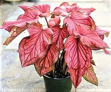 Caladium ''Desert Sunset' Size#2(2 bulbs) (You get 2 bulbs)