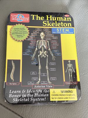 Home School Magnetic Stem Human Skeleton Skeletal System 7+ Target