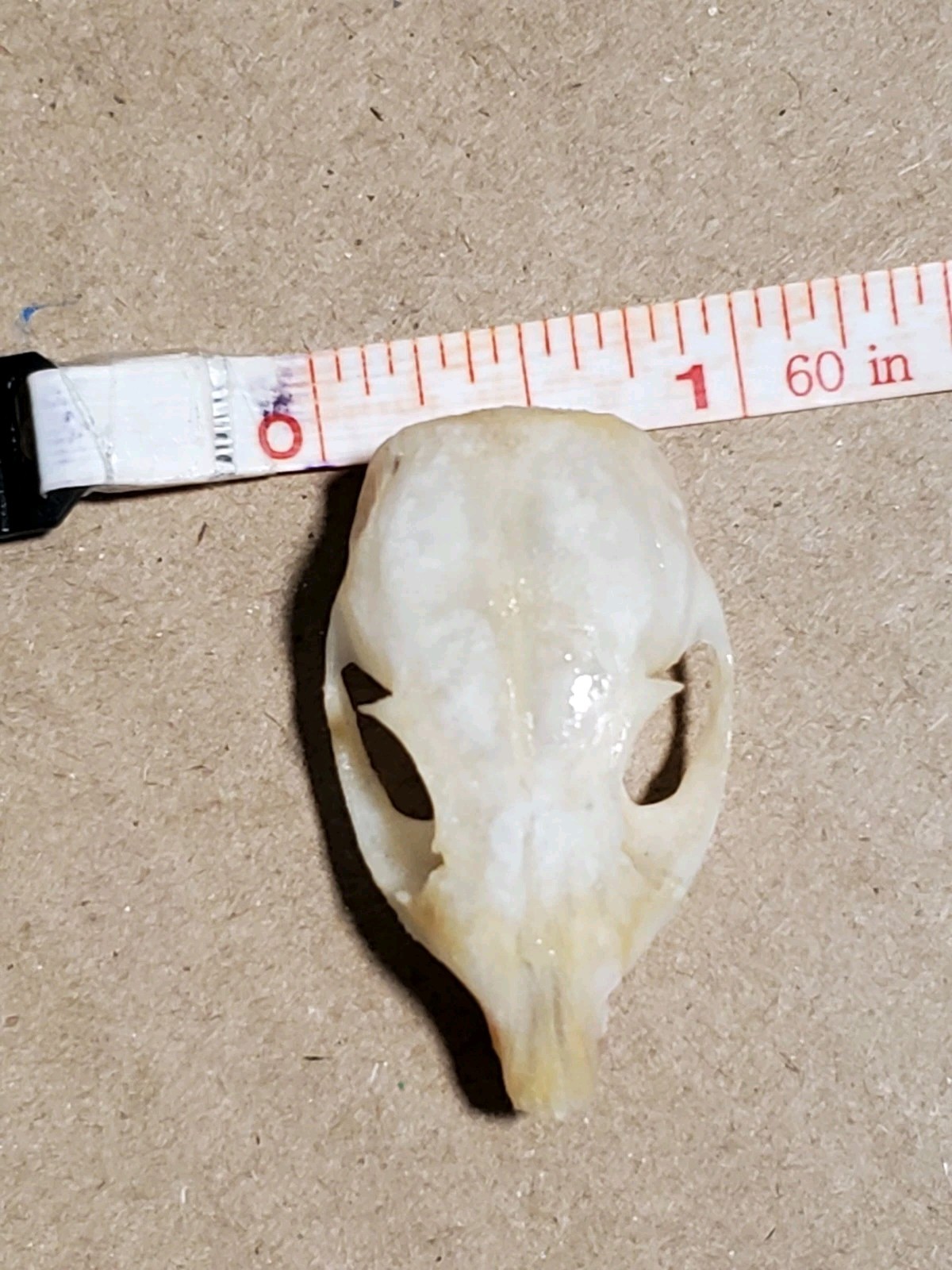 Desert White-Tailed Antelope Squirrel Skull Ammospermophilus leucurus Nevada