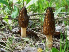 Seeds Mushroom Morel Conical Mycelium Spawn Grow Kit Dried Spores Organic