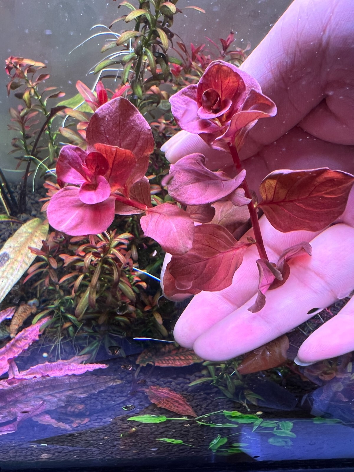 2 ludwigia ovalis pink Live Aquarium Plant eBay