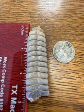 Diamondback, Rattlesnake, Rattle, Large, Real...