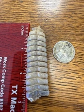 Diamondback, Rattlesnake, Rattle, Large, Real, For Crafts Or Collectibles