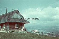 Orig. FARBDIA Foto Junge mit Kuh in NEUSTIFT Stubaital Tirol Österreich 1943