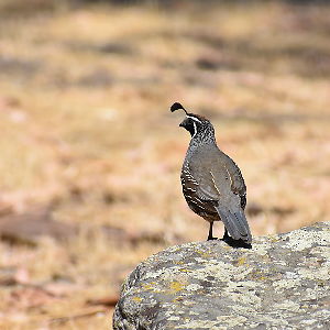 イン・ザ・スープ('92日/米)〈2枚組〉セル版 廃盤。希少。 イン・ザ・スープ(´92日/米)〈2枚組〉セル版 廃盤。希少。