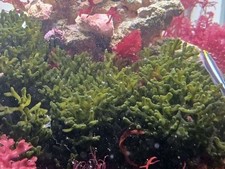 Codium Macro Algae for Saltwater Aquariums and Refugiums