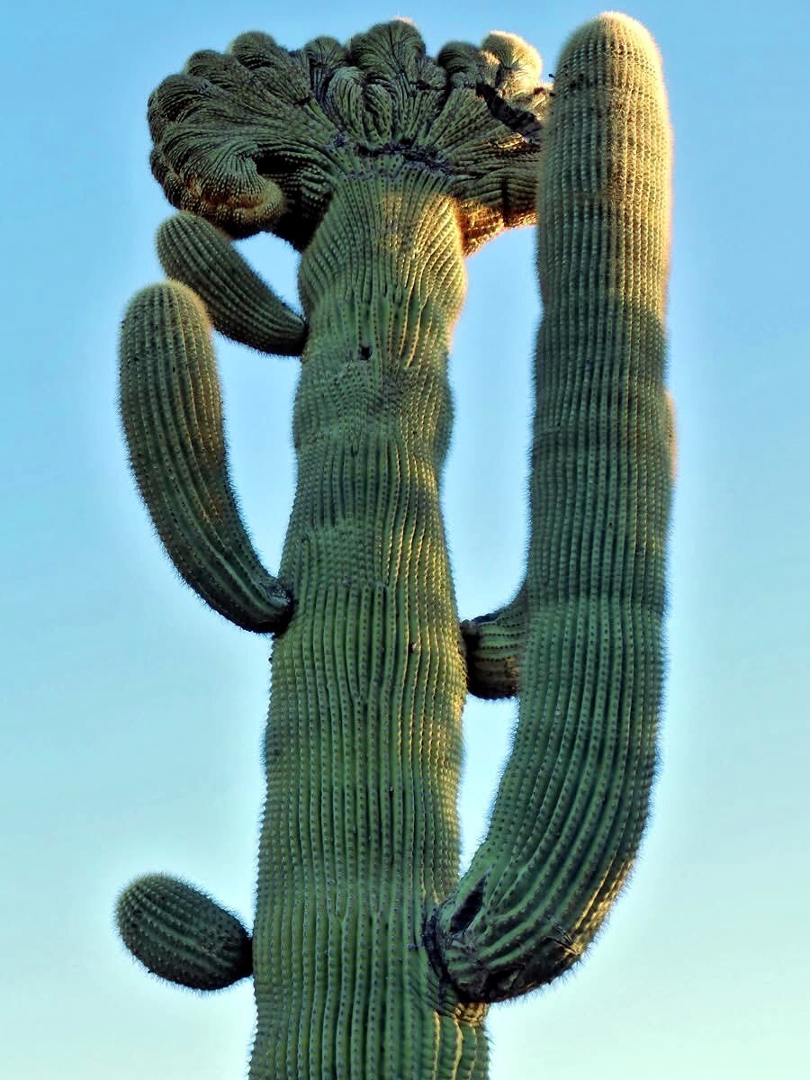 10 SAGUARO GIANT CACTUS SEEDS (Carnegiea gigantea) 