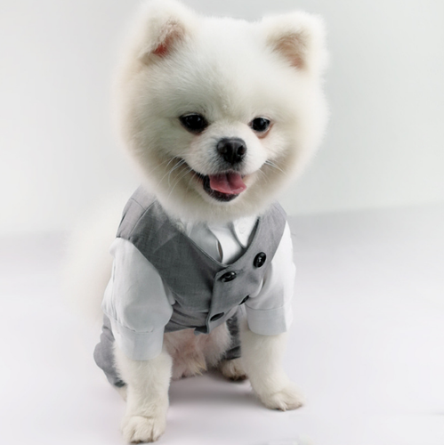 puppy suits