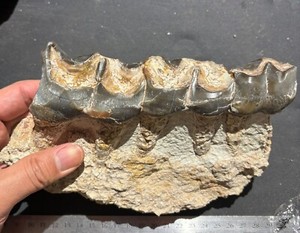 Brontotherium - partial lower jaw with three teeth - Chadron fm White River WY