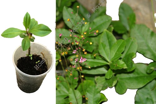 Ginseng Seed Planter (Forest Farming, Sowing Wild Ginseng Seeds) | eBay