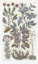 1757 Botanical RHODODENDRON  RUE FRAGACANTH John Hill Pl 50 (EG20)