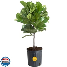 Costa Farms Fiddle Leaf Fig Tree, Live Indoor Floor Plant in Nurs