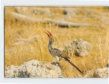 Postcard Toko (Pfefferfresser)