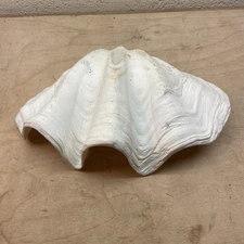 Large Tridacna Gigas Natural Clam Shell 10” X 7”