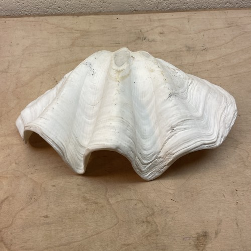 Large Tridacna Gigas Natural Clam Shell 12” X 7”