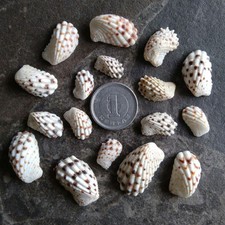 Natural seashell set, from Japan