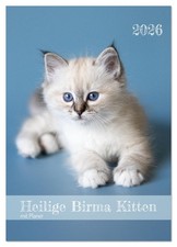 Heilige Birma Kitten Kalender mit Planer (Wandkalender 2026 DIN A4 hoch), CALVEN