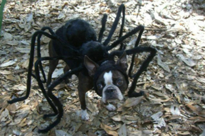 puppy spider costume