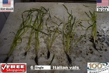 6 Single Italian Spiralis vals plants Easy Aquarium aquascaping planted tank