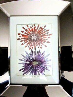 2 of 2 Vintage Lithograph Ourfin Echinus Coral Sea Life Orange/Purple Pl. 