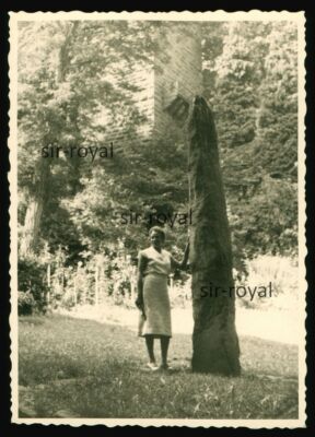 Wertheim around 1960-old tree-photo 7x10cm