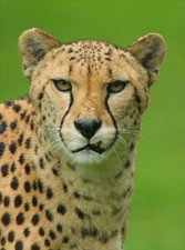 Wildlife *** Zoo Postcard * Leopard * CHEETA Postcard # 2