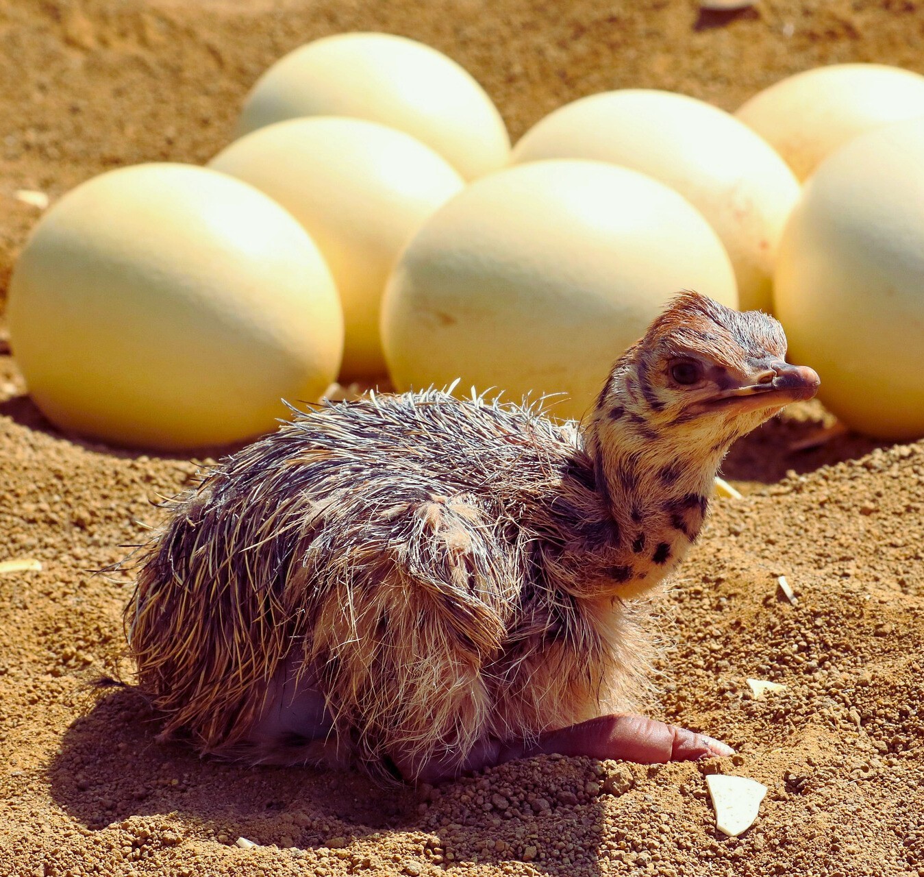 Ostrich Egg For Hatching