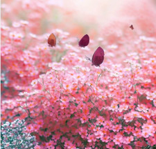 BABY'S BREATH  Gypsophila elegans - CUT FLOWER - CRIMSON RED 1200 SEEDS -