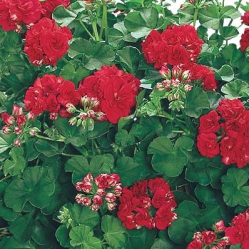 Ivy Leaf Trailing Geranium Grandeur® 'Tiefrot' Stecker Pflanzen Pack x6 - Bild 1 von 2