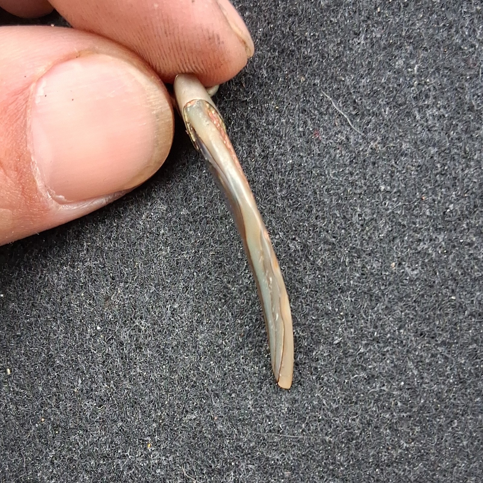 Abalone Horn-Shaped Multicolor Shell Pendant Amul… - image 14