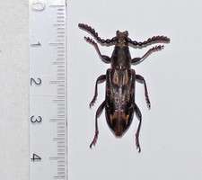 Cerambycidae. Pachylocerus  West Kalimantan