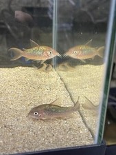 Cw005 Pantanalensis Corydoras Catfish - Rare Cory - Fast Shipping