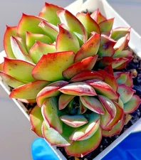 Rare Succulent Echeveria pulidonis Rooted Live Plant 3.5-Inch 4-Head Decor Gift