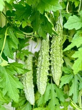 vegetable Seed bitter melon, bitter gourd 8 Seeds, kerala seeds,best quality 