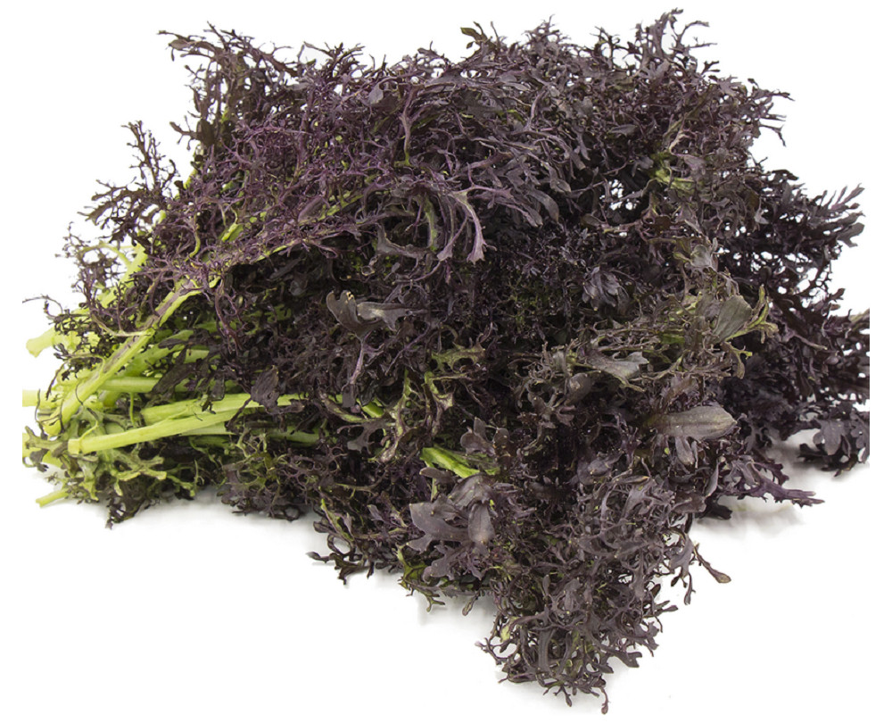 MUSTARD RED FRILLS 30 GRAM ~ 21,000 SEEDS - IDEAL MICROGREEN - BULK